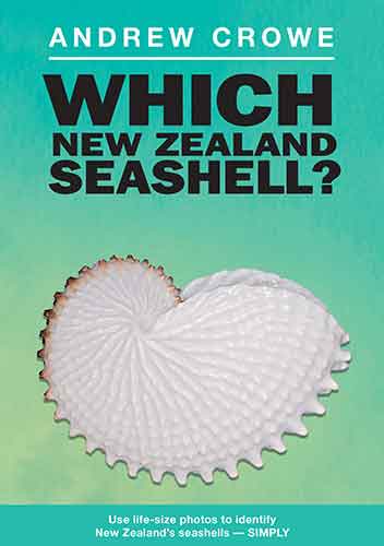 Which New Zealand Seashell?