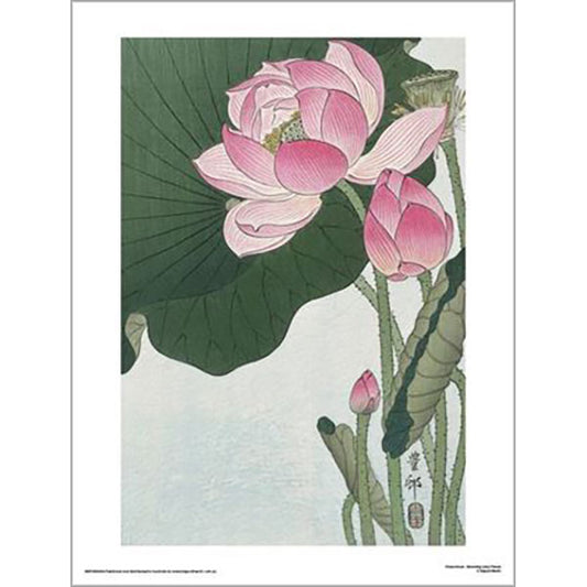 Ohara Koson - Blooming Lotus Flower 30 x 40cm Art Print