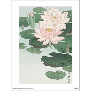 Ohara Koson - Water Lily 30 x 40cm Art Print