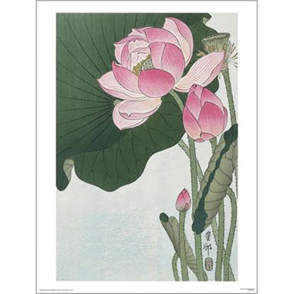 Ohara Koson - Blooming Lotus Flower 60 x 80cm Art Print