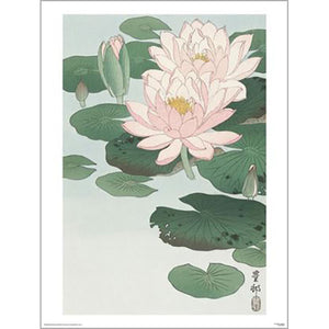 Ohara Koson - Water Lily 60 x 80cm Art Print