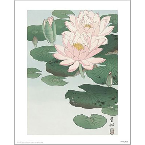 Ohara Koson - Water Lily 40 x 50cm Art Print