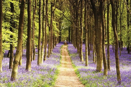 Woodland Path Poster