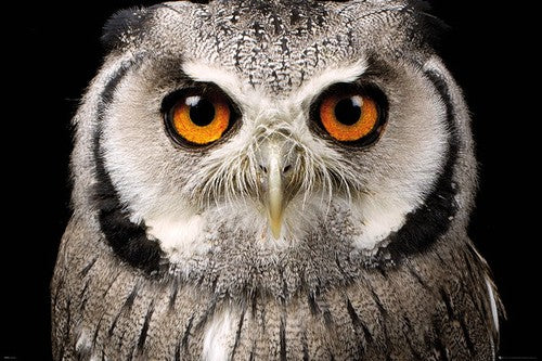 Owl Face Poster