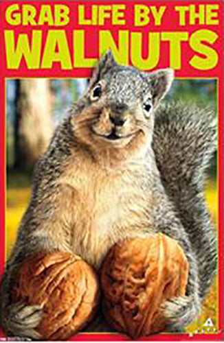 Grab Life Buy The Walnuts Poster