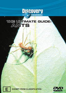 The Ultimate Guide: Ants (DVD)