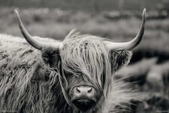 Hamish The Highland Cow Poster