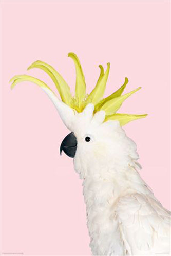 White Cockatoo On Pink Poster