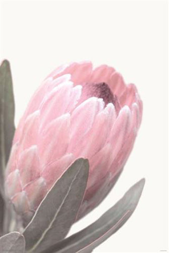 Pale Pink Protea Flower Poster