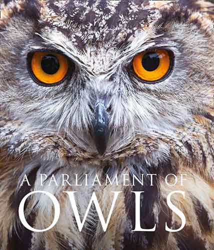 A Parliament Of Owls