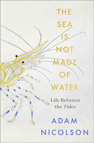 The Sea is Not Made of Water: Life Between the Tides