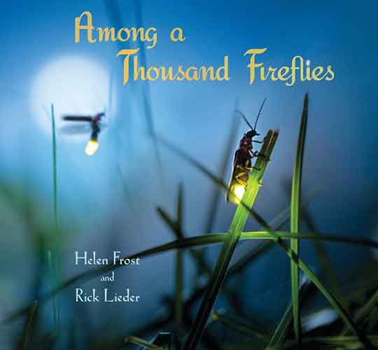 Among a Thousand Fireflies