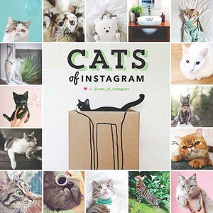 Cats on Instagram