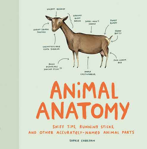 Animal Anatomy