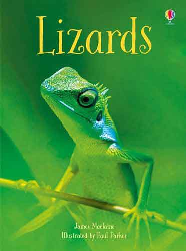 Beginners Lizards