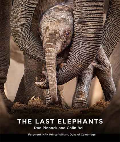 The Last Elephants