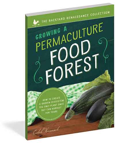 Growing a Permaculture Food Forest