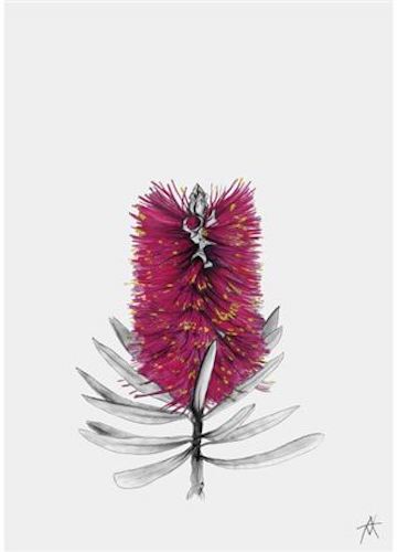 Antony Makhlouf - Bottlebrush 50 x 70cm Art Print