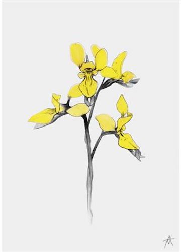 Antony Makhlouf - Bee Orchid 50 x 70cm Art Print