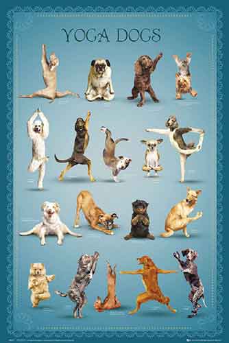 Yoga Dogs Poses Poster