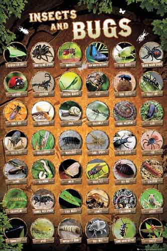 Insects & Bugs Poster