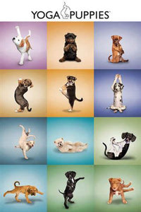 Yoga Puppies Poster