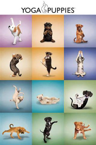 Yoga Puppies Poster