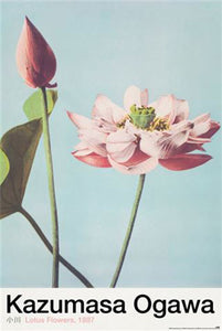 Kazumasa Ogawa - Lotus Flowers Poster