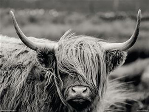 Hamish The Highland Cow 60 x 80cm Art Print