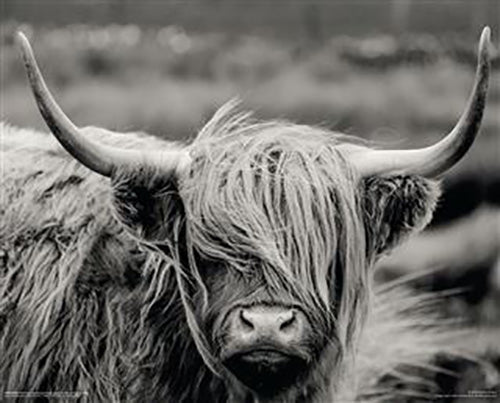 Hamish The Highland Cow 40 x 50cm Art Print