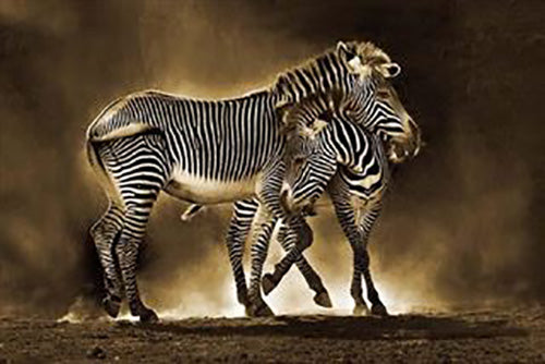 Zebra & Foal Poster