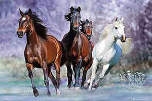 Bob Langrish – Horses Running Poster