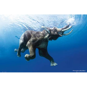 Elephant Swimming by Steve Bloom Poster
