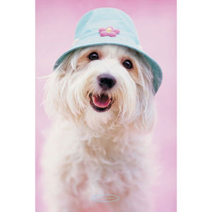 Rachael Hale - Cindy Dog with Hat Poster