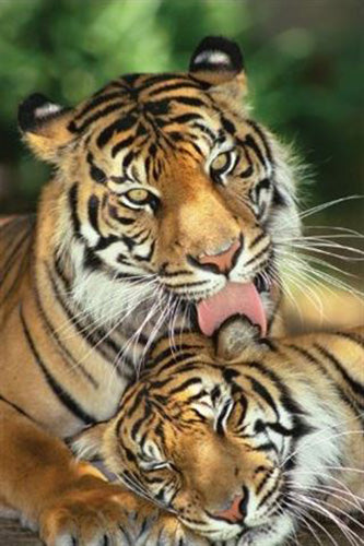 Tiger - Mothers Love Poster