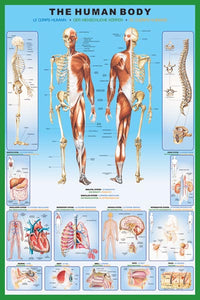 The Human Body Poster