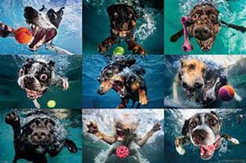 Underwater Dogs Poster