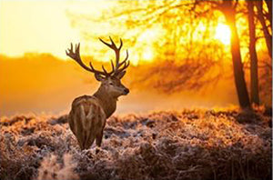 Golden Stag Poster