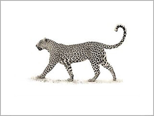 Mario Moreno - The Leopard 60 x 80cm Art Print