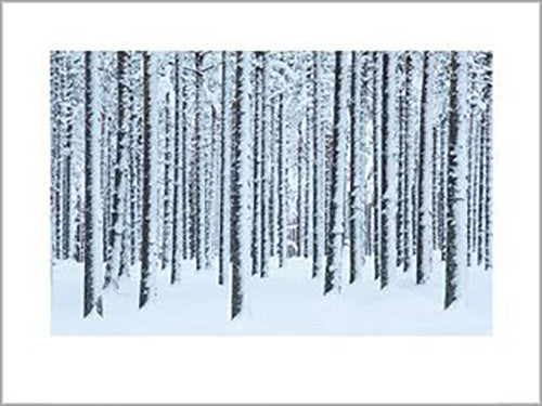 David Clapp - Frosted Trees, Finland 60 x 80cm Art Print