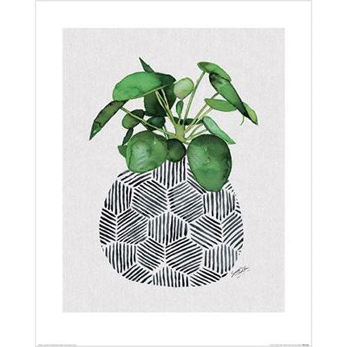 Summer Thornton - Chinese Money Plant 40 x 50cm Art Print