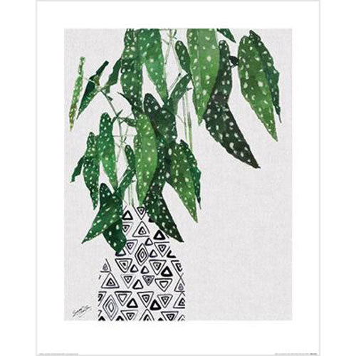 Summer Thornton - Polka Dot Begoina Plant 40 x 50cm Art Print