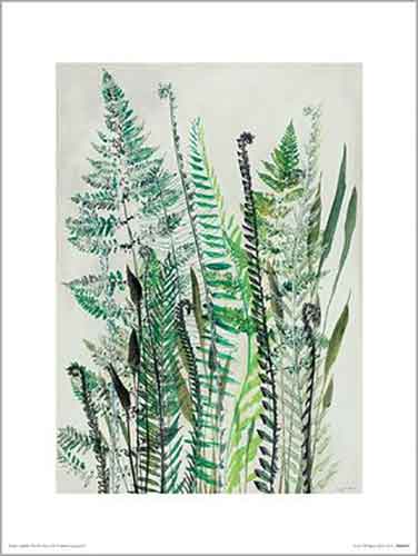 Shyama Ruffell - Ferns I 30 x 40cm Art Print
