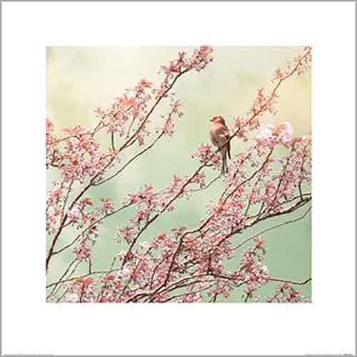 Ros Berryman - Chaffinch With Blossom 40 x 40cm Art Print