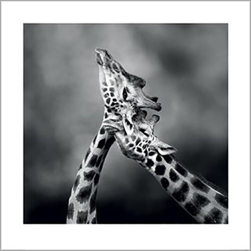 Marina Cano - Neck Loving 60 x 60cm Art Print