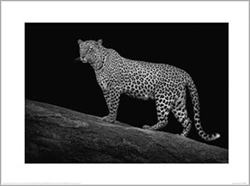 Mario Moreno - Serengeti Leopard 60 x 80cm Art Print