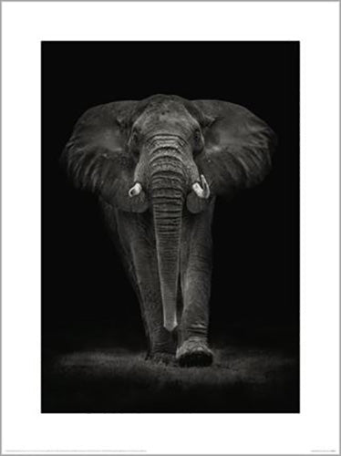 Mario Moreno - Ngorongoro Bull 60 x 80cm Art Print