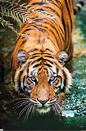 Tiger In Water Poster